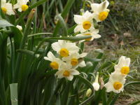 香りが強い花ですが、子供の頃から親しんでいる花で、見ているとほっとします。