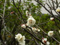 老木だそうですが、今年も花を咲かせてくれました。