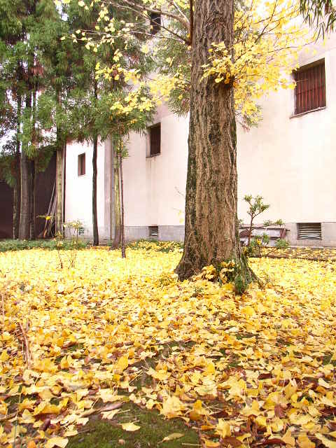 酒蔵の庭