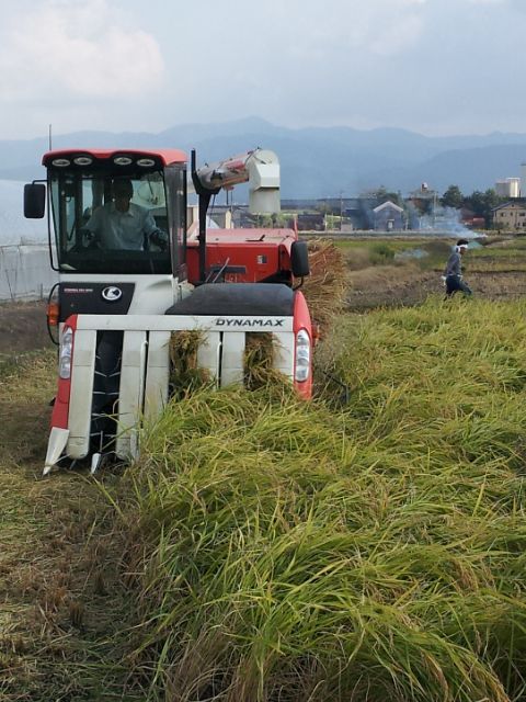 自社田山田錦85　稲刈り